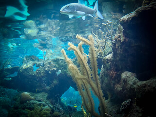 Amazing aquarium in Mexico