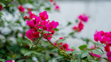 Bush With Pink Flowers with a Gray Wall in the Background