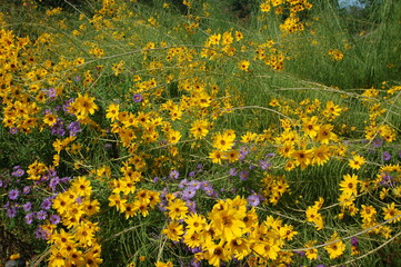 field of yellow flowers