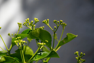 flowers in the garden