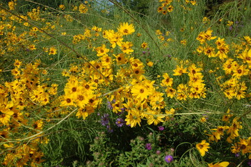 field of flowers