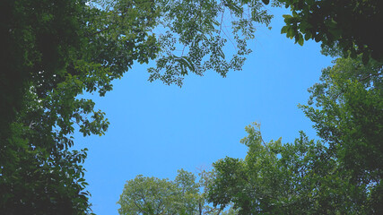 Blue sky framed with trees - 378868953