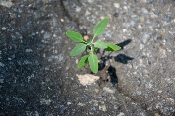 young plant in the hand