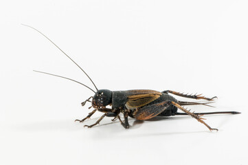 Side view of female Fall Field Cricket on a white background.