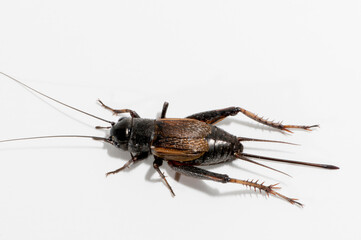 Top view of female Fall Field Cricket on a white background.