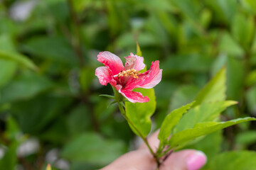 pink hibiscus flower