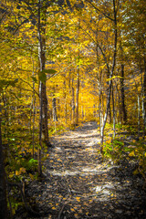 Golden yellow leaves on trees near a path in the fall