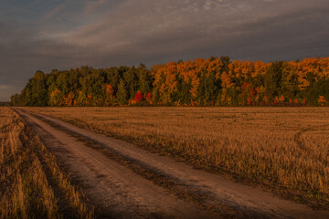 Fototapeta premium autumn landscape with field