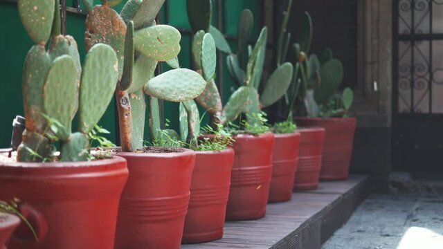 4K View of a Row of Cacti in Red Pots