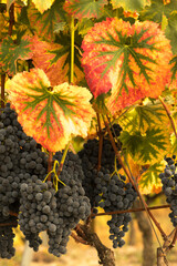 Ribeiro grape bunches in Orense
