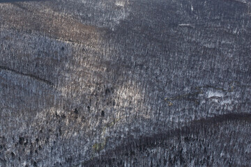 View from above. Winter coniferous forest, captured from a helicopter