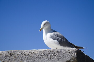 Photographie d'une mouette sur son perchoir dans un ciel bleu