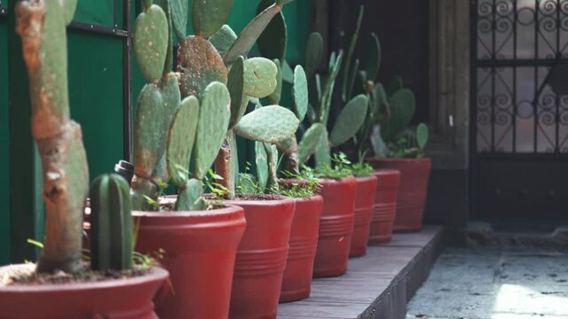 4K Lateral View of a Row of Cacti in Red Pots