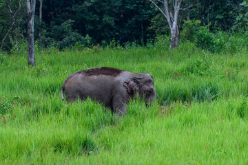 Elephant in the deep forest at Thailand