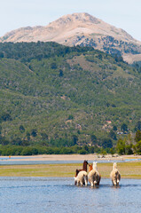 Llamas (Lama glama) in a lake, Moquehue Lake, Cordillera de los Andes, Neuquen Province, Argentina