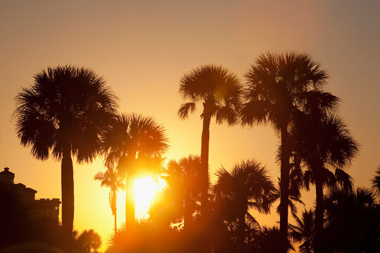 Silhouette of palm trees on the beach at sunset, Miami Beach, Florida, USA