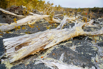 Fallen trees in a forest, Hawaii Volcanoes National Park, Big Island, Hawaii, USA