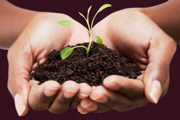 Close-up of a woman's hands holding a seedling