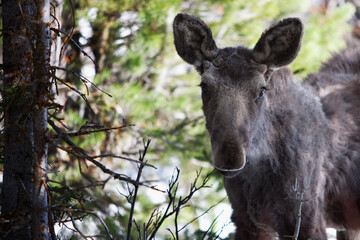 Female moose in a forest, Yellowstone National Park, Wyoming, USA