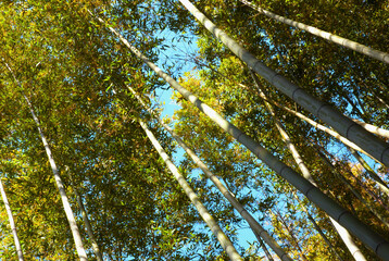 Bamboos in a forest