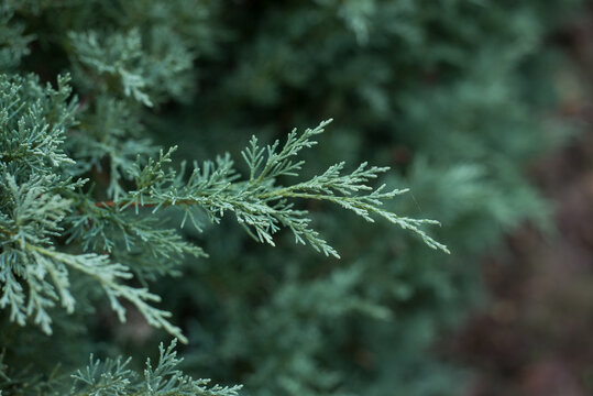closeup of cypress tree branch in the hedge in the garden