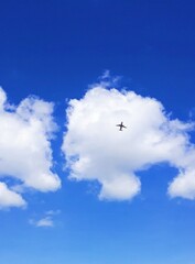 Fototapeta premium seagull in the sky