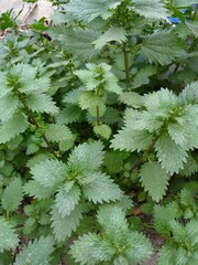 Green nettles