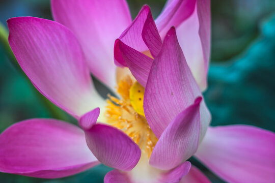 Close up beautiful big fresh exotic lotus water lily flower with yellow stamens on dark green leaves. Fine art minimal concept nature background ideal for wallpaper design. Toned photo pink