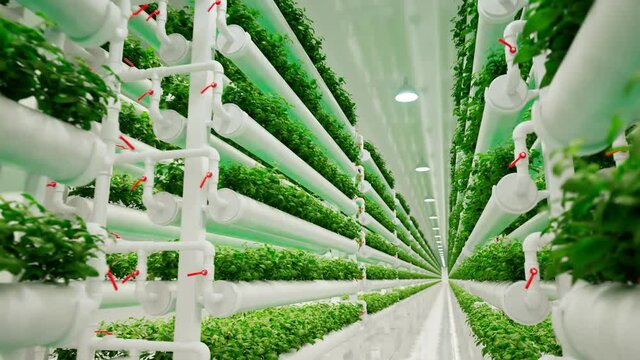 Hydroponic in the greenhouse.Aquaculture. Herb plantation with watering system.