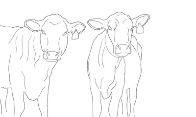 Cow Line work