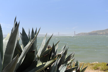 Vegetation with view of Golden Gate Bridge