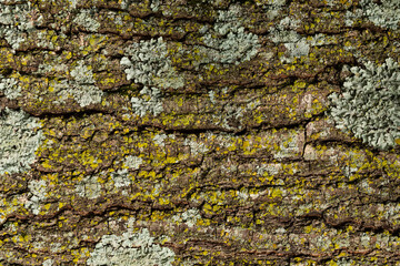 Tree Bark Texture Backrgound