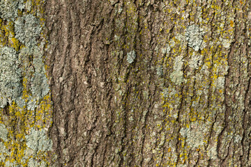 Tree Bark Texture Backrgound