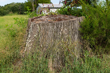 Old Tree Stump