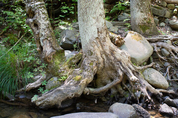 uprooted tree