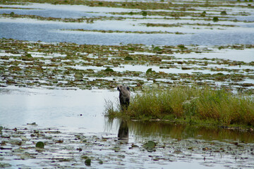 heron