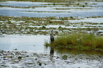 heron