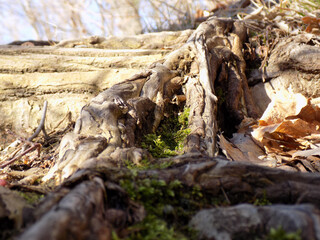 roots