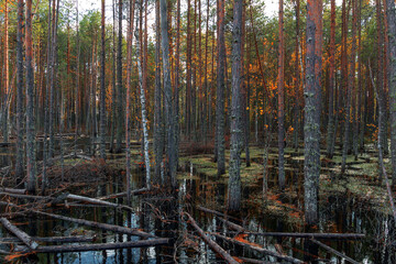 Swampy forest. Pine trees stand in the water.