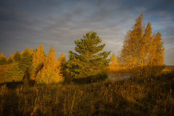 autumn in the forest
