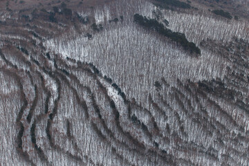 View from above. Luscious trees planted in the forest in even rows