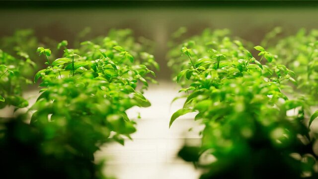 Rows of fresh basil growing in a hydroponic indoor farm