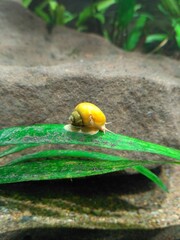 snail on a leaf