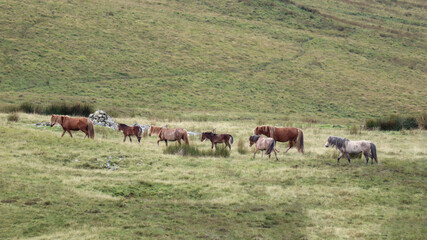 Fototapeta na wymiar Wild Welsh Mountain Ponies in Brecon Beacon National Park