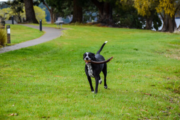 dog in the park