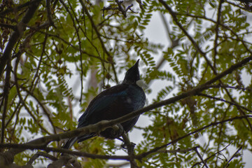 Bellbird and the trees