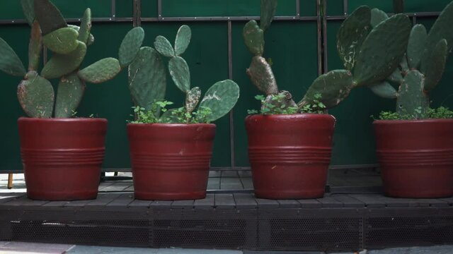 4K Ground level View of a Row of Cacti in Red Pots