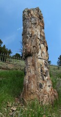 Standing petrified redwood tree in Yellowstone National Park, Wyoming