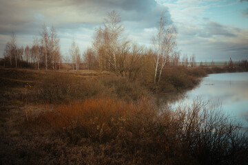 morning in the forest