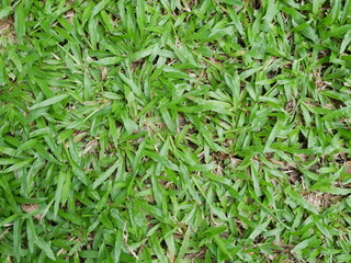 lawn in the garden texture background.